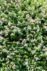 Fototapeta premium Green plants and flowers at Mediterranean seaside