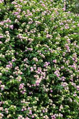 Fototapeta premium Green plants and flowers at Mediterranean seaside