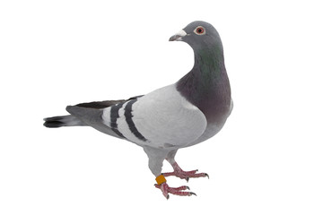 Obraz premium Grey sport pigeon isolated on white