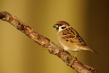 Tree Sparrow (Passer montanus)