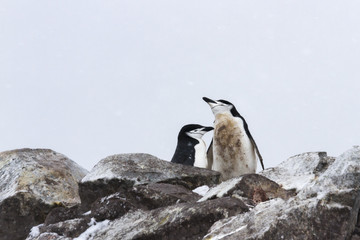 Chinstrap penguin mating pair