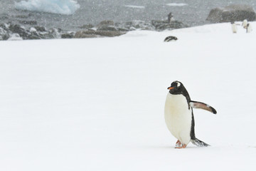 Gentoo Penguin, Ronge Island, Antarctica