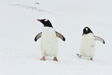 Pair of Gentoo Penguins