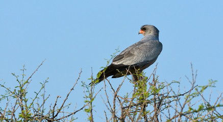 Pale Chanting Goshawk