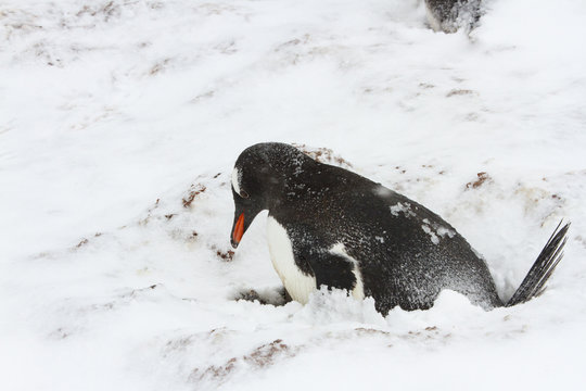Gentoo penguin on snowy nest