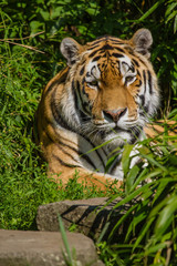 Obraz premium Sibirischer Tiger (Panthera tigris altaica)