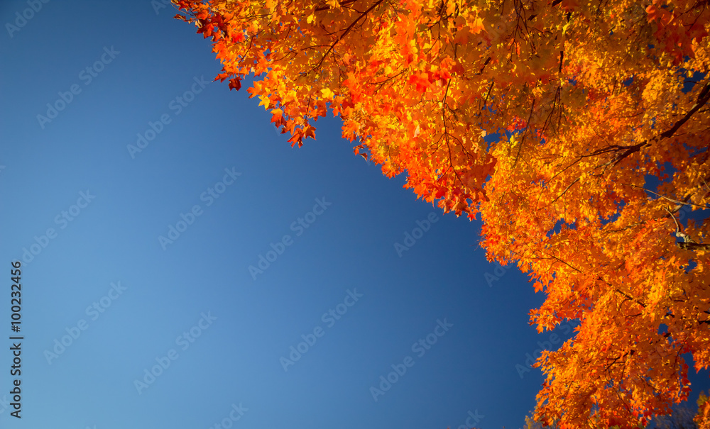 Wall mural autumn leaves and blue sky. branch of a maple tree at peak fall color with a blue sky background. sh