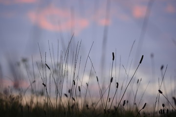 Gräser im Sonnenuntergang