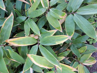 Sasa kurilensis, family Cereals