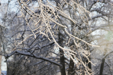 Winter landscape. A branch of a tree covered with glowing snow in sunlight