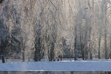 Branches of a birch tree covered with white silver rime in sunlight