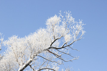 Top of a tree under snow 