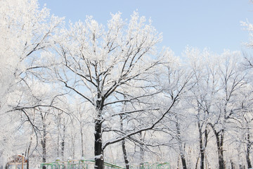 Trees in a park covered with snow