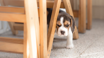 Portrait of cute beagle puppy