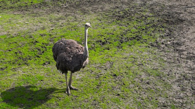 Ostrich Looking Curious