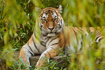 Naklejka na ściany i meble Sibirischer Tiger (Panthera tigris altaica)