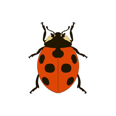 ladybug
