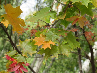 Fototapeta premium Краски осени 