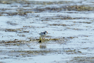 Piping Plover tucked behind weed