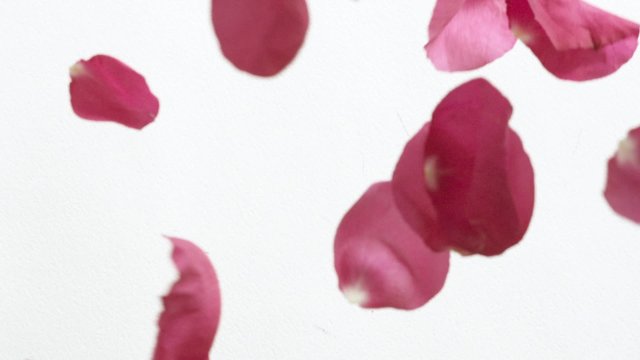 Valentine's Day rose petals falling. White background. 4k