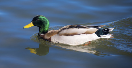 Mallard Peddaling Along