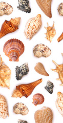 Seamless Seashell Pattern