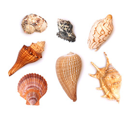 Seven Seashells - obrazy, fototapety, plakaty