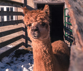 close up of brown alpaca head with furry mouth and nose
