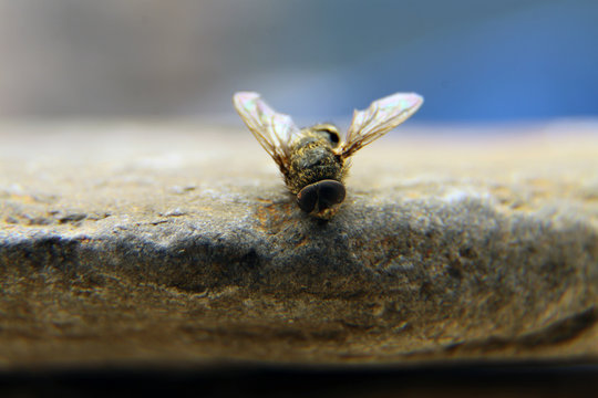 mouche