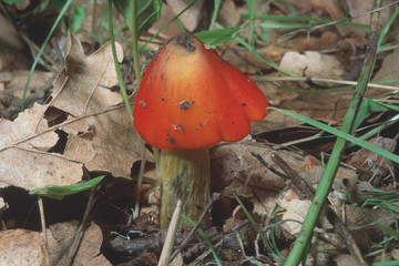 Hygrocybe conica