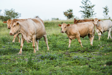 Cows in the paddock during the day in Queensland