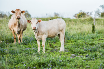 Cows in the paddock during the day in Queensland