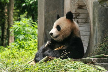 giant panda in protection and research center of Yaan, Bifengxia base,china