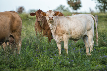 Cows in the paddock during the day in Queensland