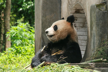 Obraz premium giant panda in protection and research center of Yaan, Bifengxia base,china
