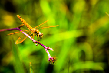 Dragonfly creatures