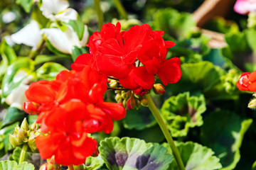 Colorful flowers