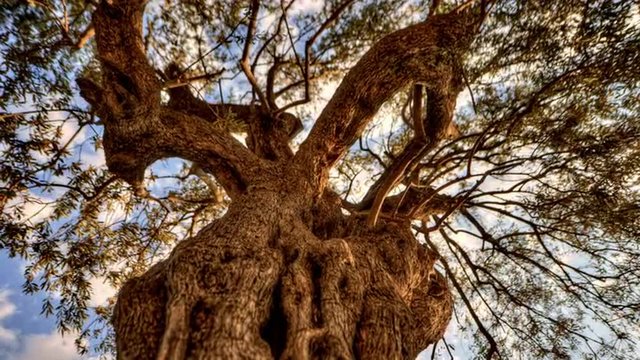 Tracking time-lapse looking up through an olive tree.
