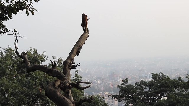 Mating ritual of two monkeys