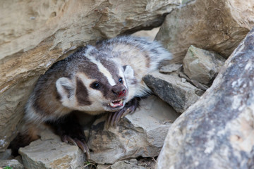 Obraz premium Angry Badger standing his ground by den.