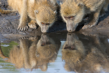 Two Baboons with reflection in water drinking