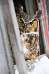 Cute Barn Owl peeking out the side of a barn