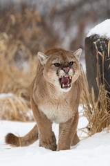 Fototapeta premium Angry mountain lion growling standing in the snow