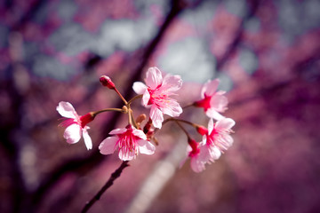 Fototapeta na wymiar Wild himalayan cherry flower with filter effect retro vintage st