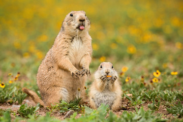 Mother prairie dog with cute baby