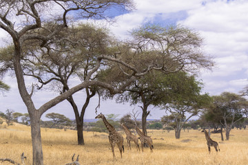 タンザニアのタランギレ国立公園