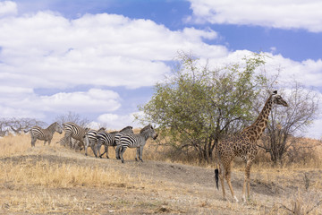 タンザニアのタランギレ国立公園