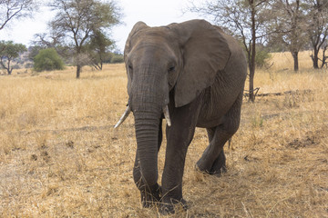 Obraz premium タンザニアのタランギレ国立公園