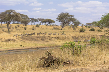 Fototapeta na wymiar タンザニアのタランギレ国立公園