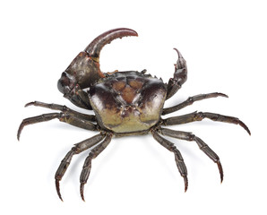 Male field crab on white background.